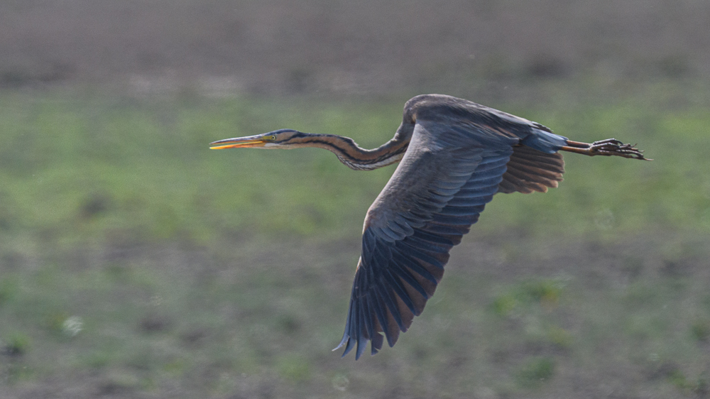 Purple Heron