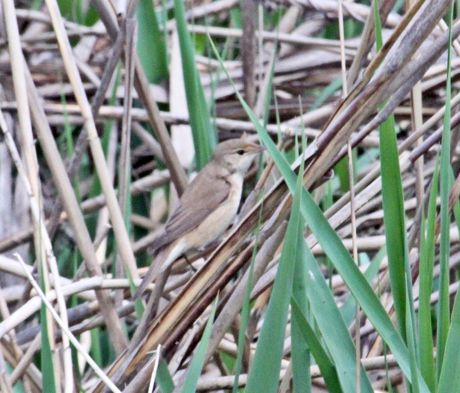 Common Reed Warbler