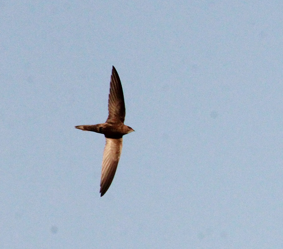Common Swift