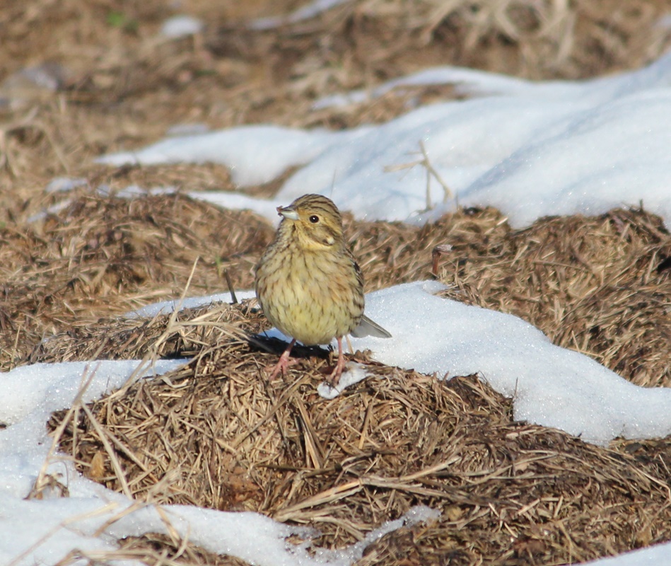 Cirl Bunting