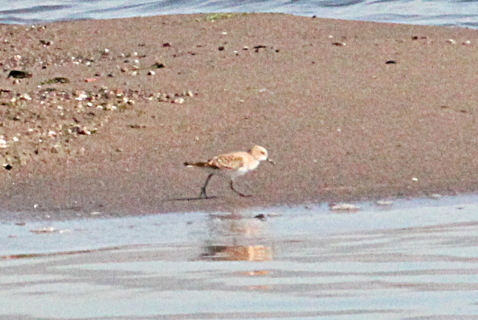 Little Stint