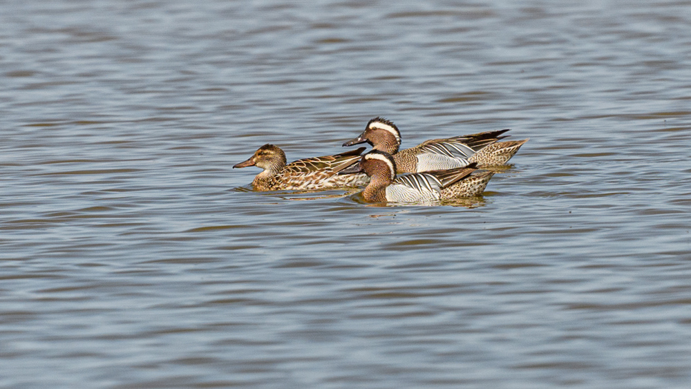 Garganey