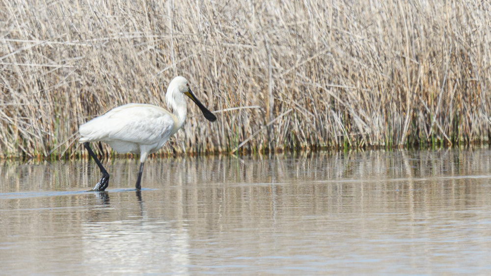Eurasian Spoonbill