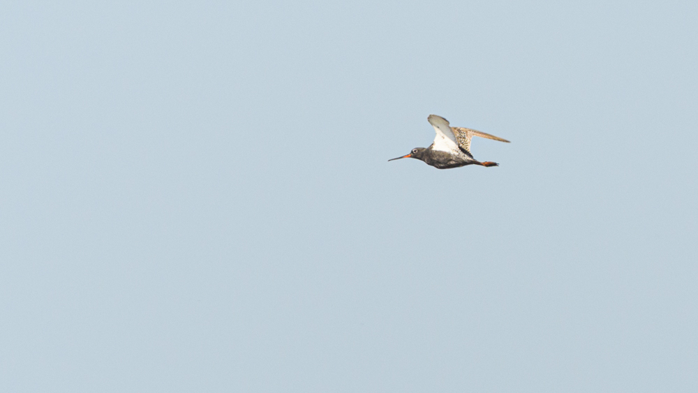 Spotted Redshank