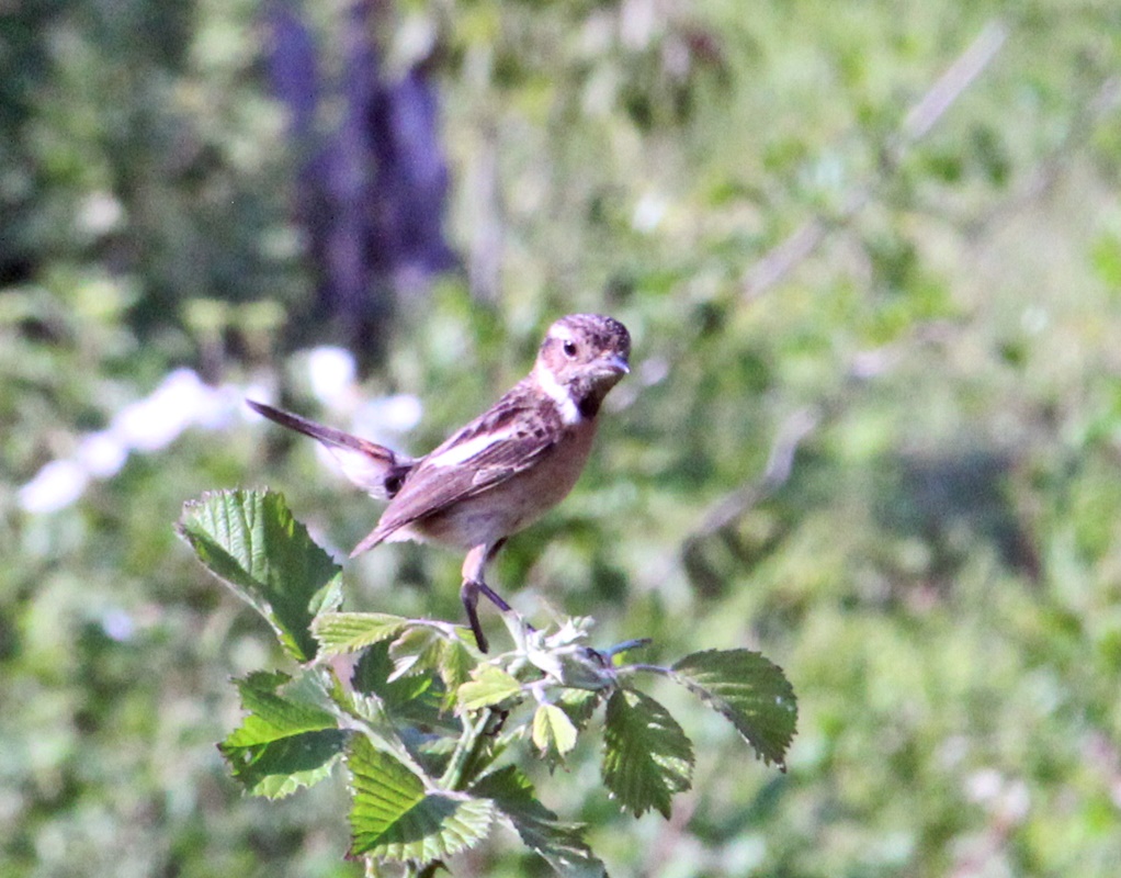 European Stonechat