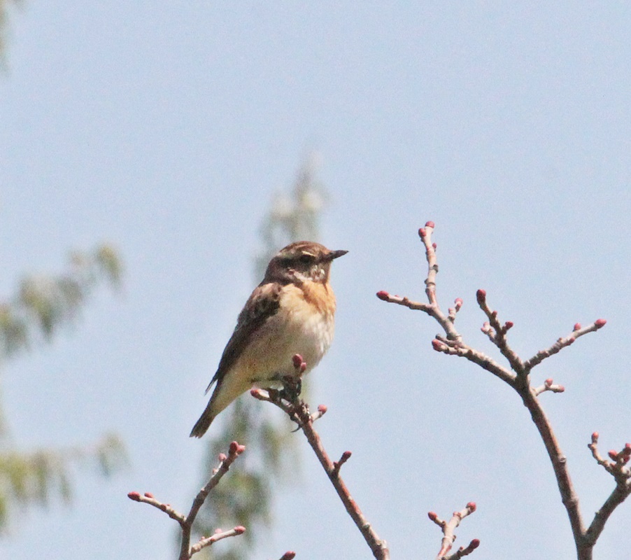 Whinchat