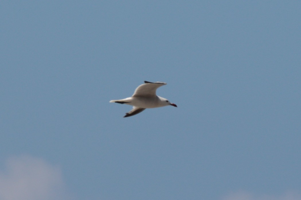 Audouin`s Gull