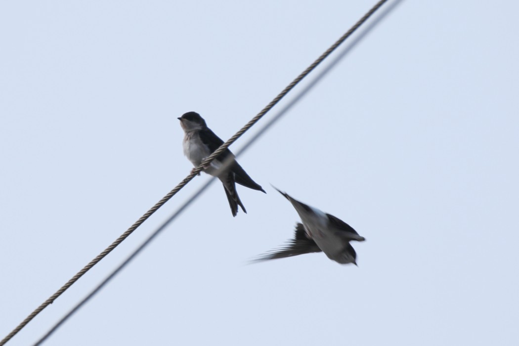 Western House Martin