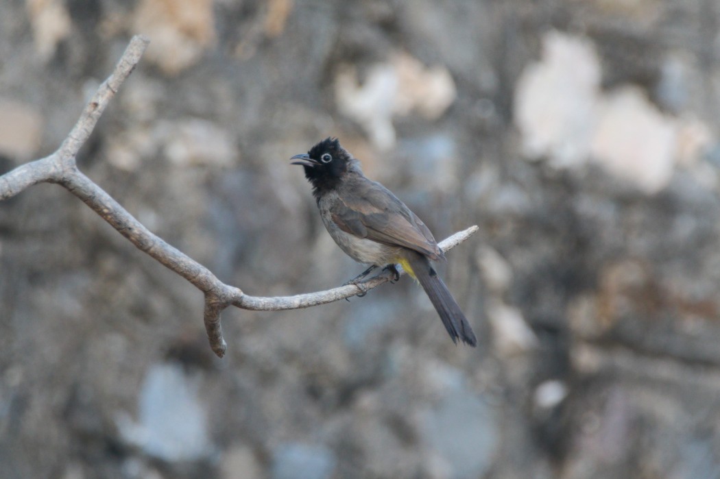 White-spectacled Bulbul