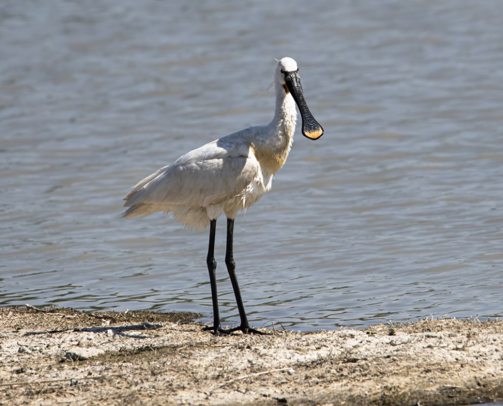 Eurasian Spoonbill