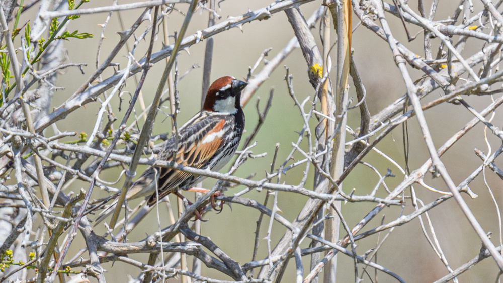 Spanish Sparrow