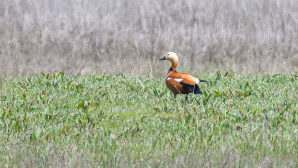 Ruddy Shelduck