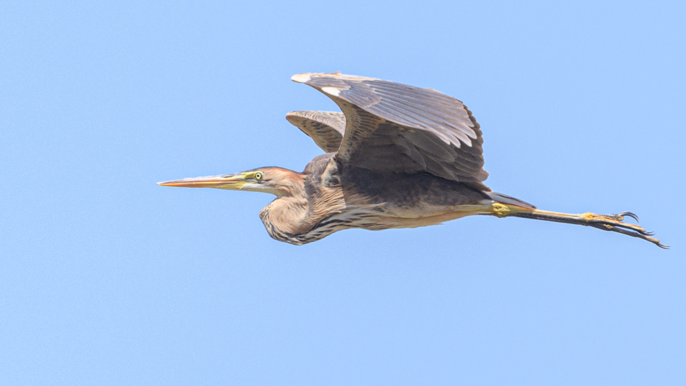 Purple Heron