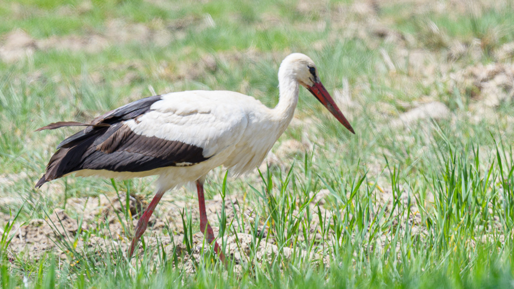 White Stork