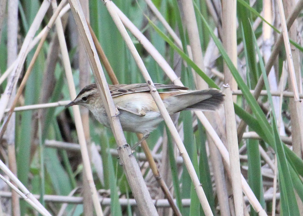 Sedge Warbler