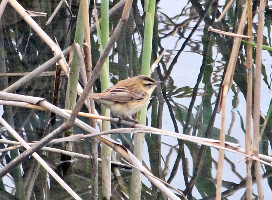 Sedge Warbler
