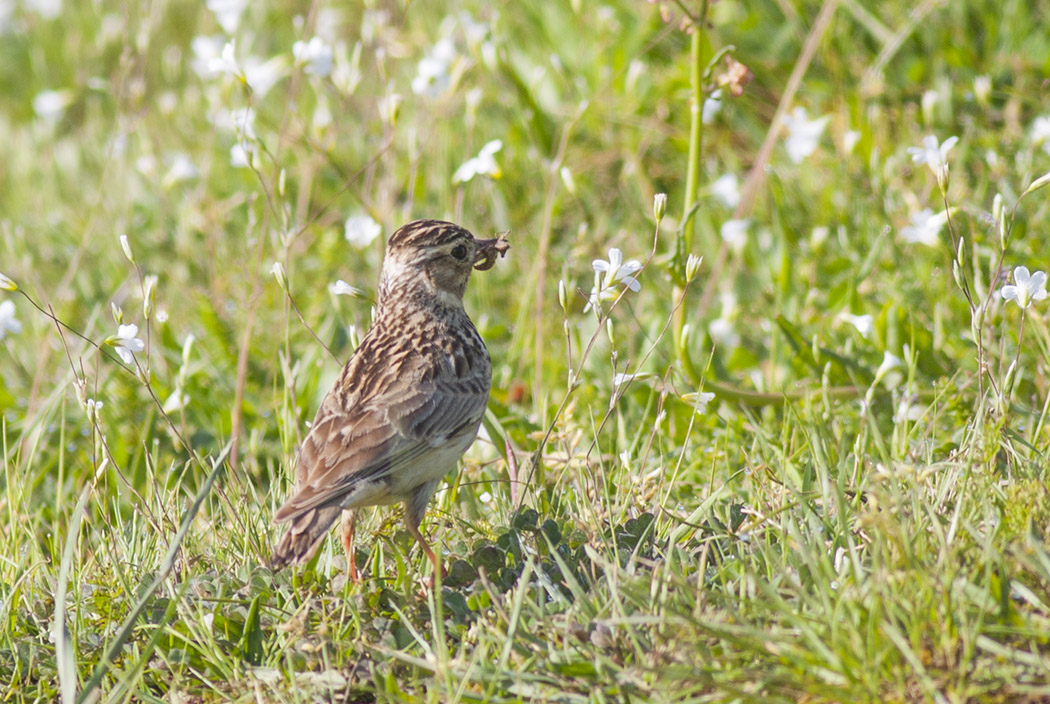 Woodlark