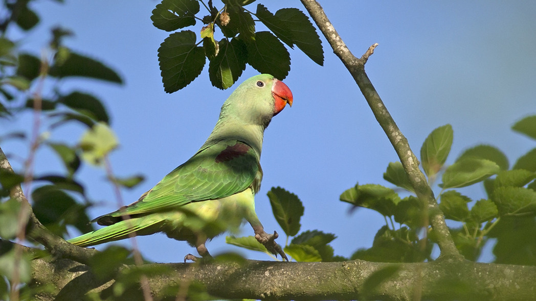 Alexandrine Parakeet