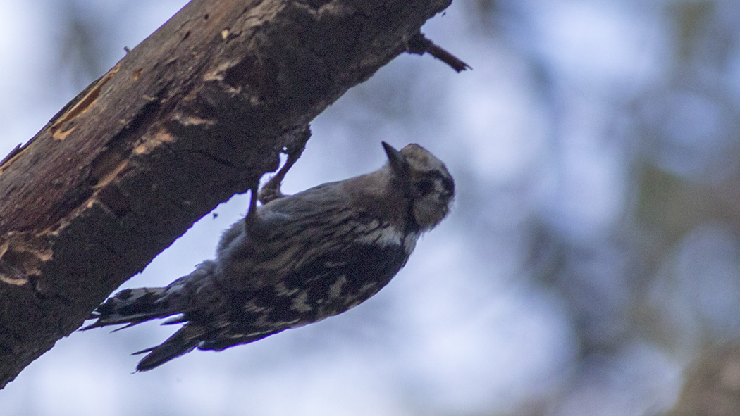 Lesser Spotted Woodpecker