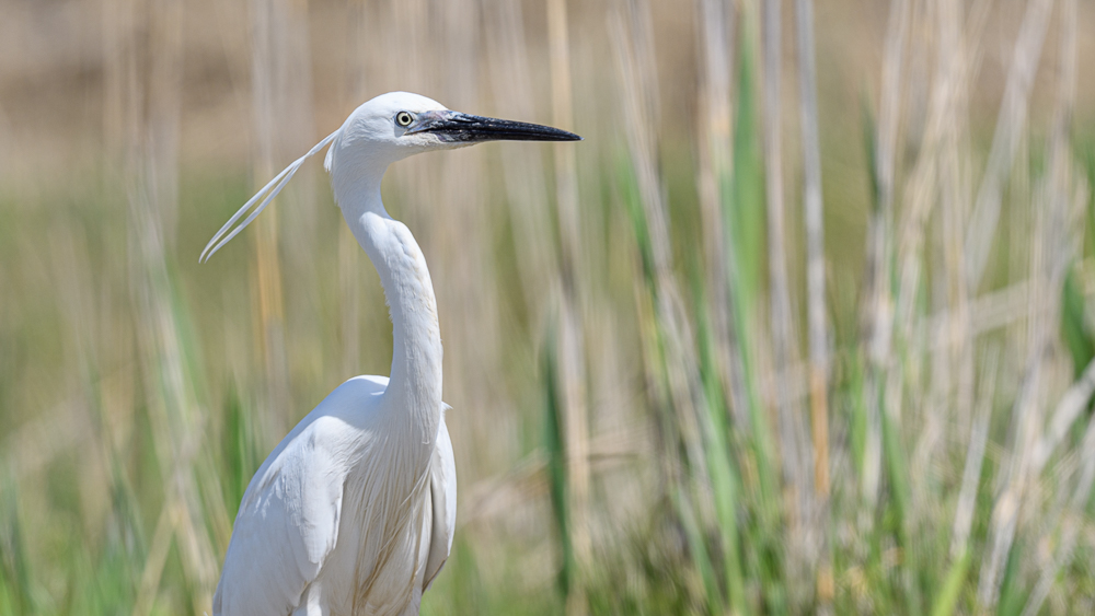 Little Egret