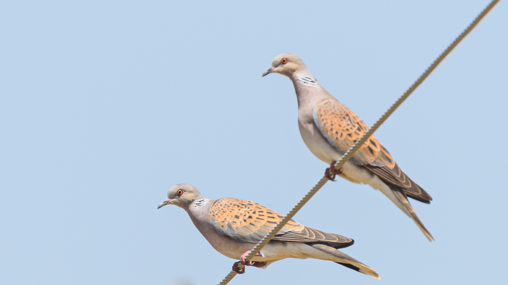 European Turtle Dove