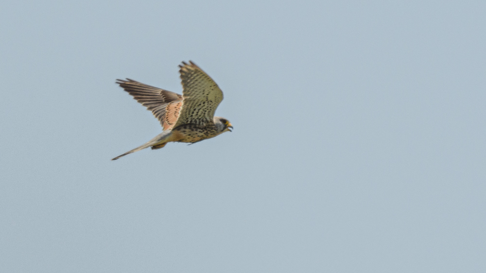 Common Kestrel