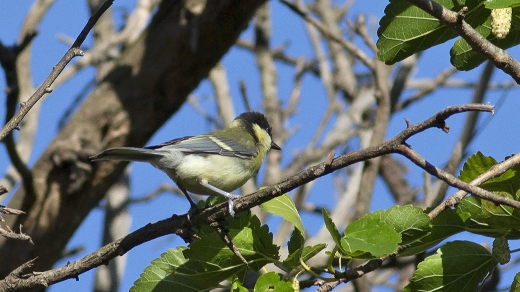 Great Tit