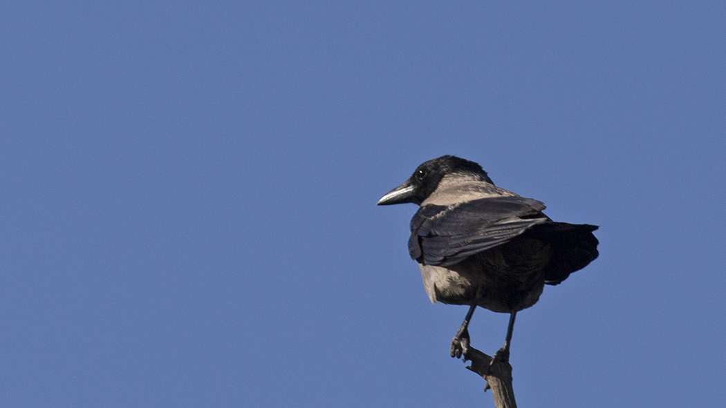 Hooded Crow