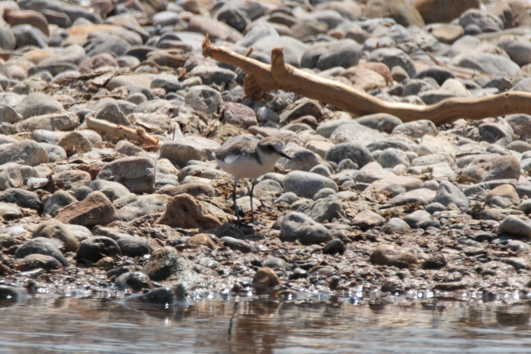 Kentish Plover
