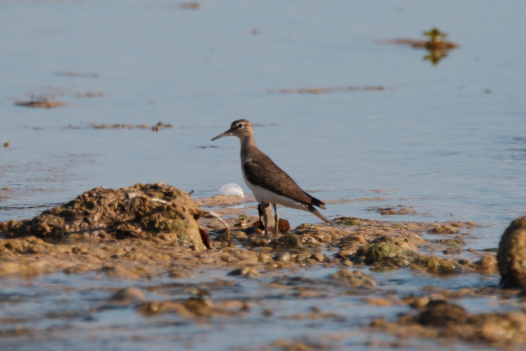 Common Sandpiper