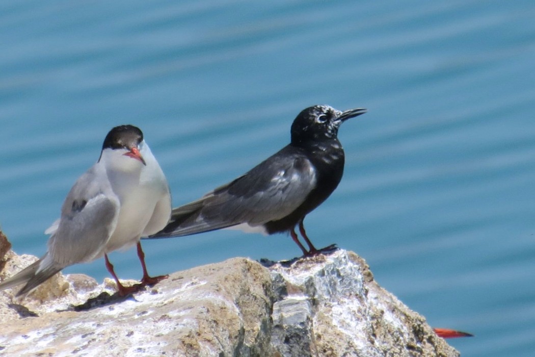 White-winged Tern