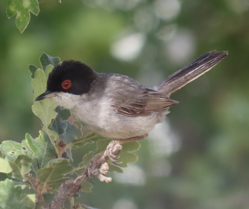 Sardinian Warbler