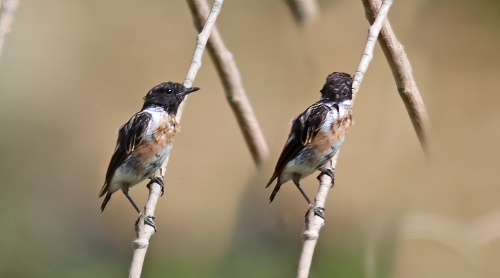 Siberian Stonechat