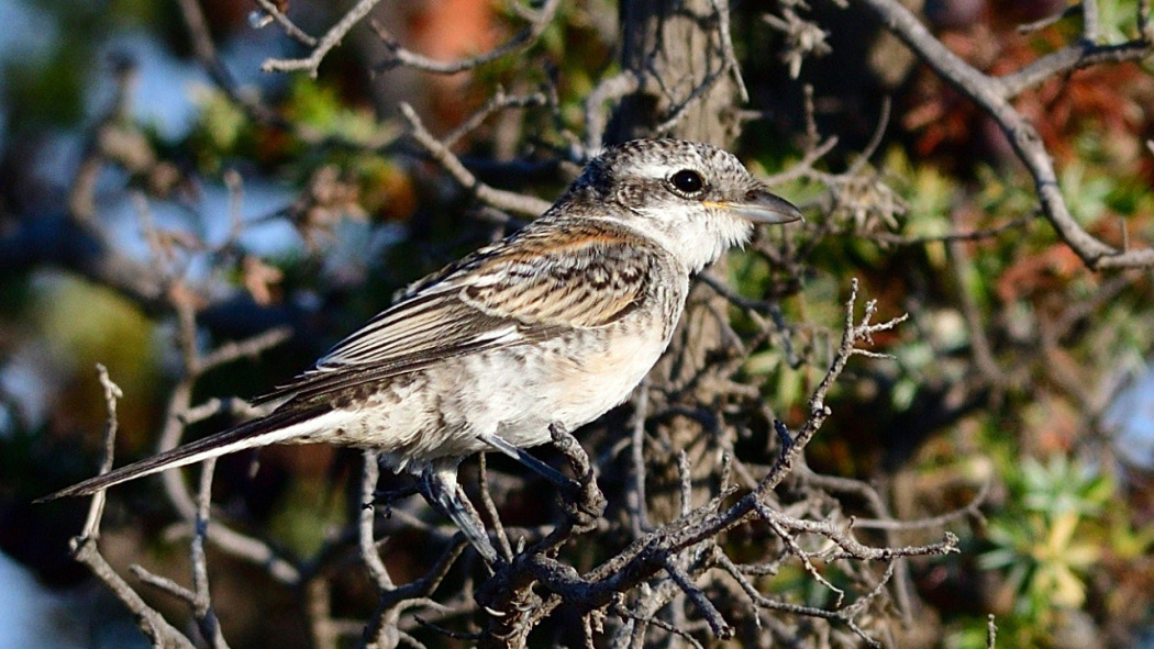 Masked Shrike