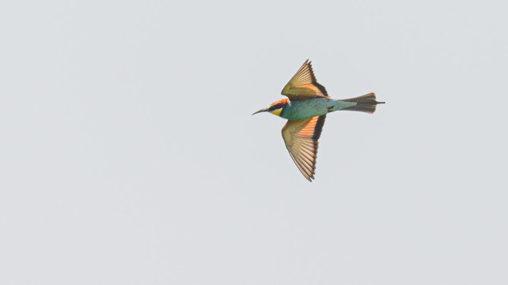 European Bee-eater
