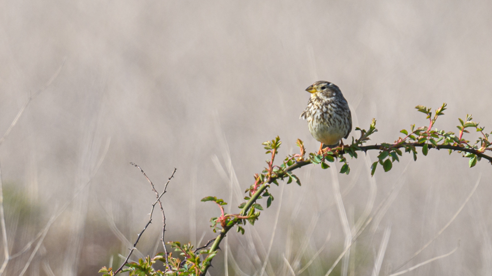 Corn Bunting
