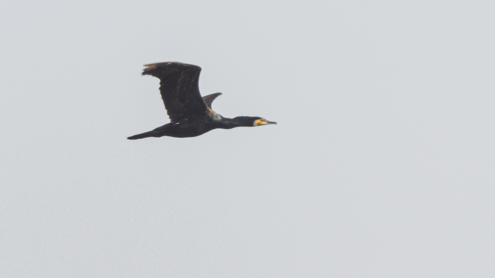 Great Cormorant