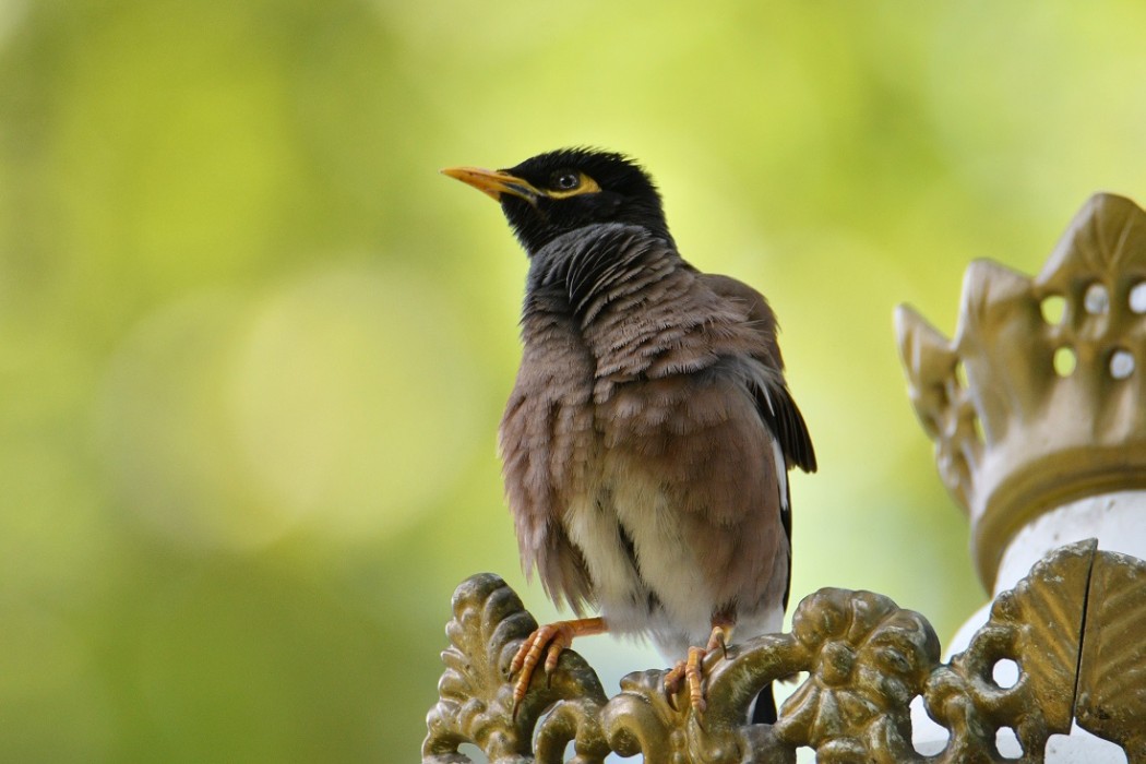 Common Myna