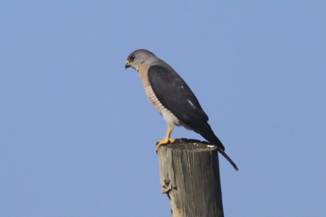 Levant Sparrowhawk