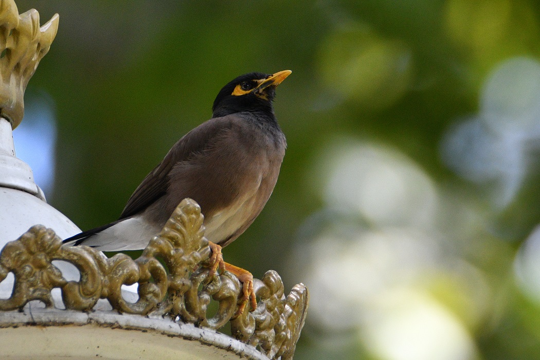 Common Myna