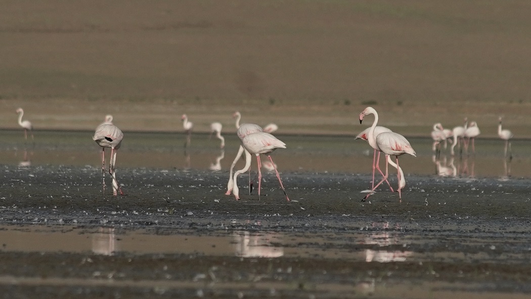 Greater Flamingo