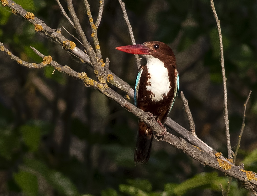 White-throated Kingfisher