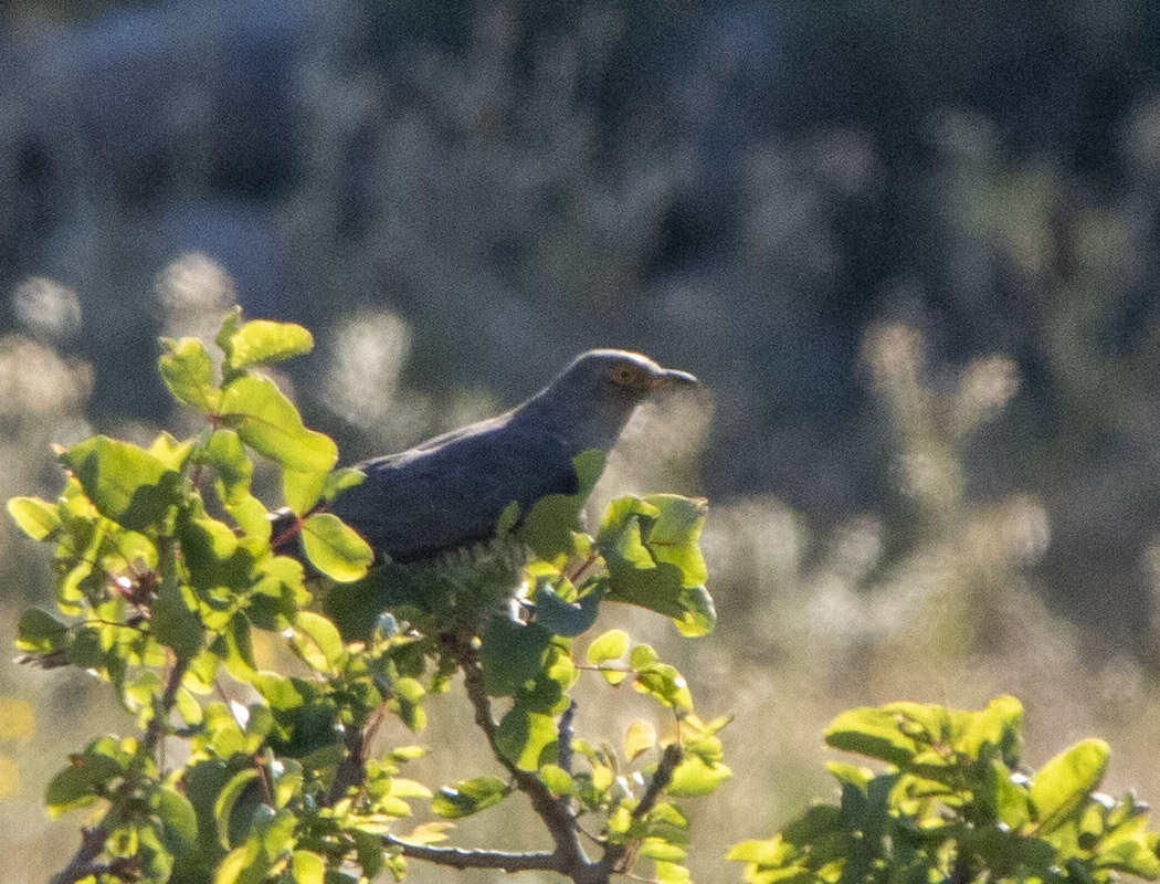 Common Cuckoo