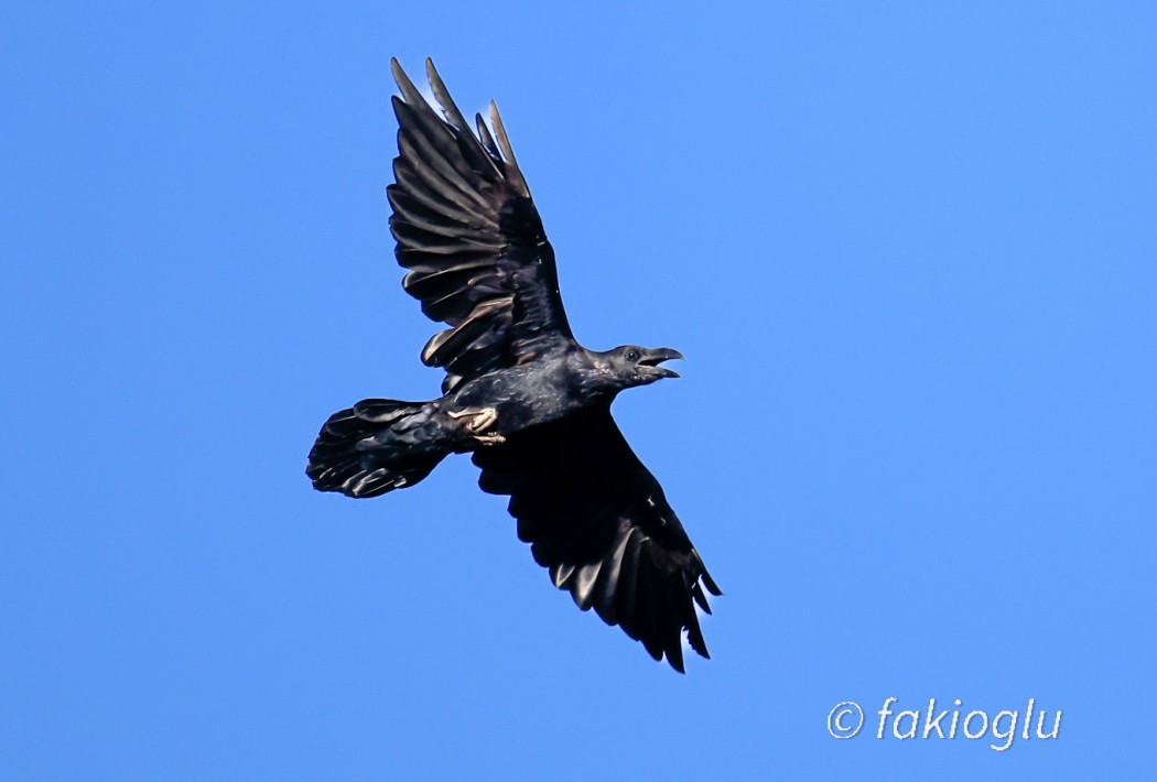 Northern Raven