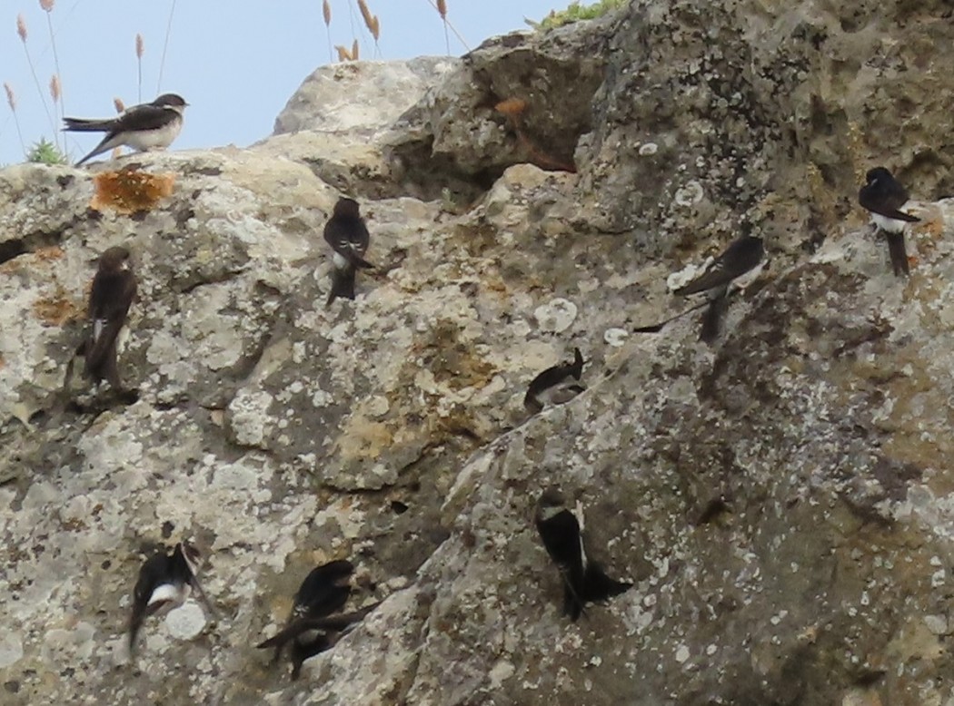 Western House Martin
