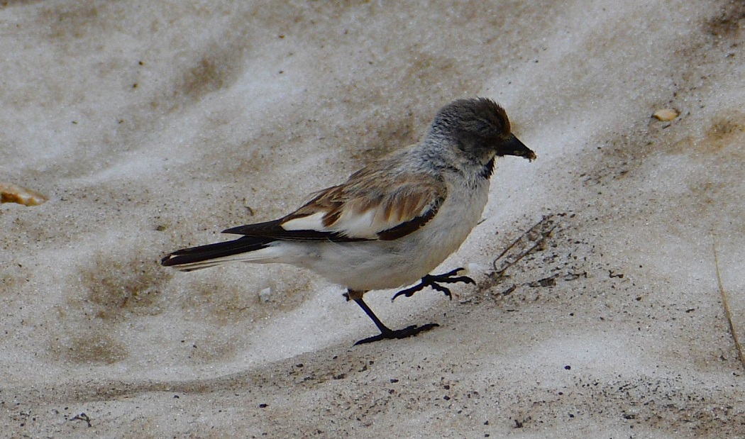 White-winged Snowfinch