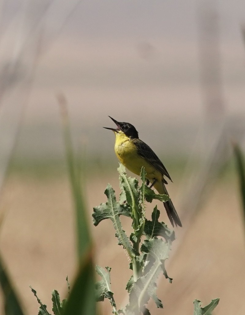 Western Yellow Wagtail