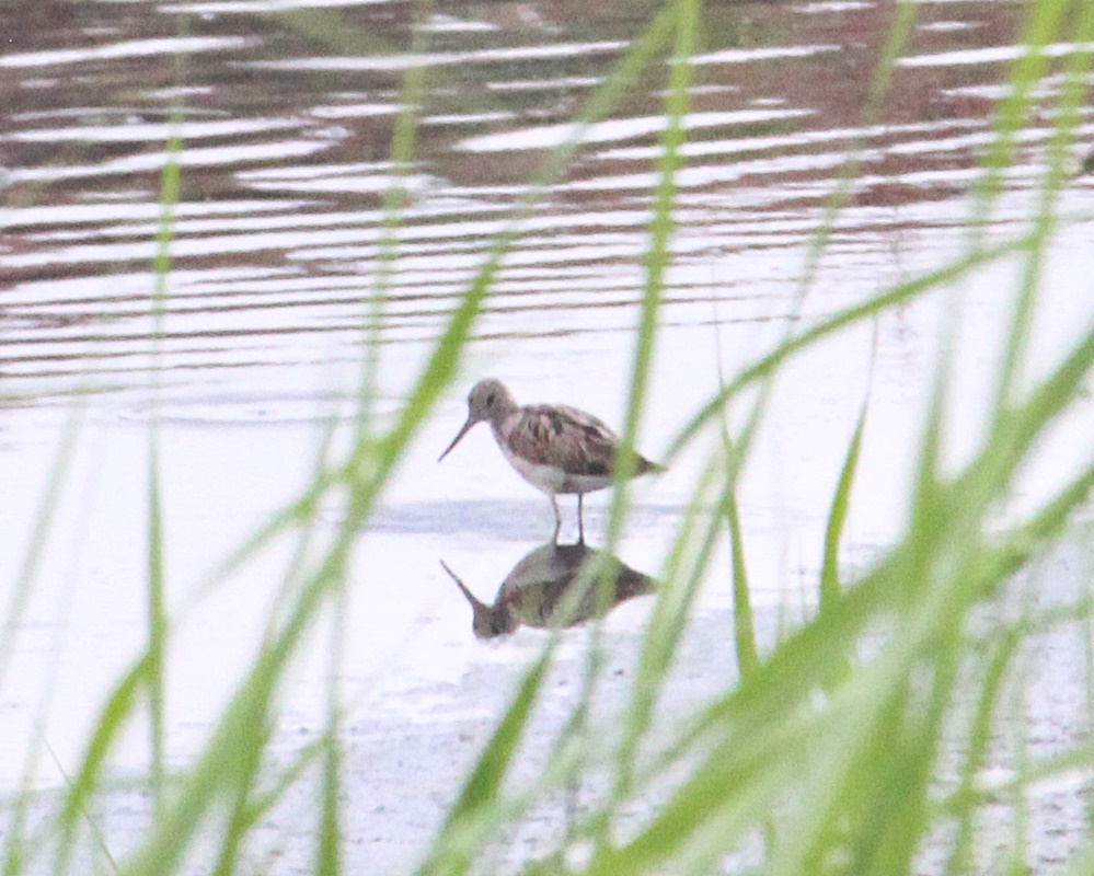 Common Greenshank