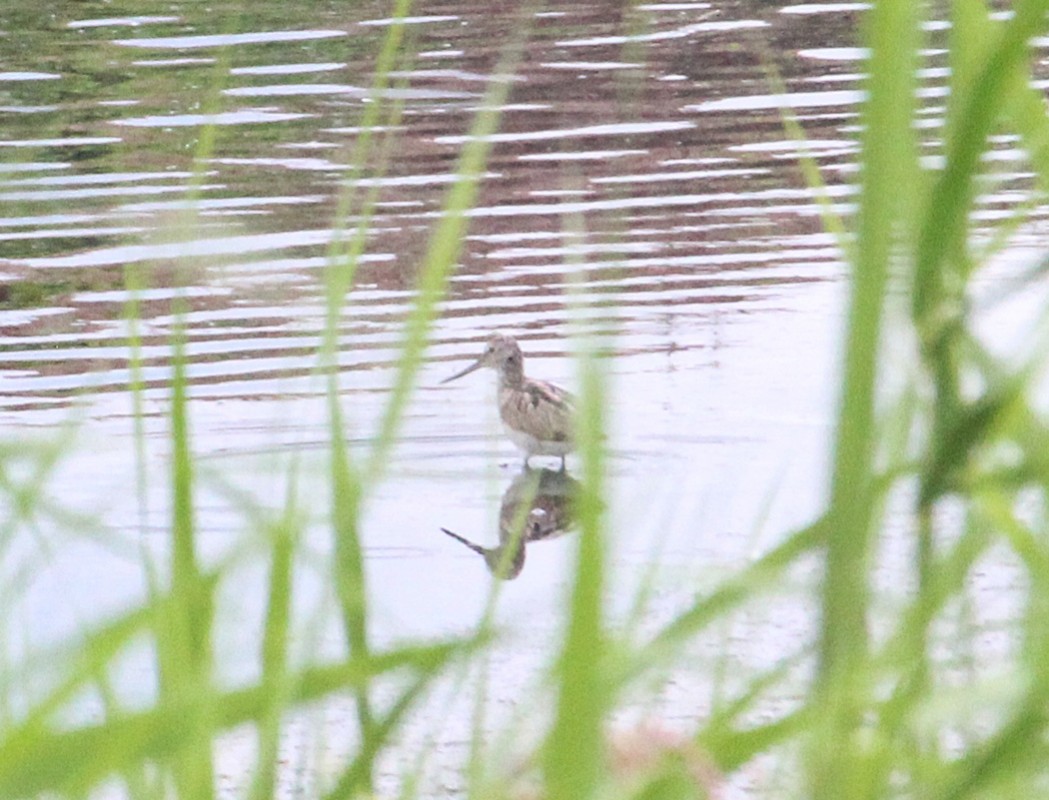 Common Greenshank