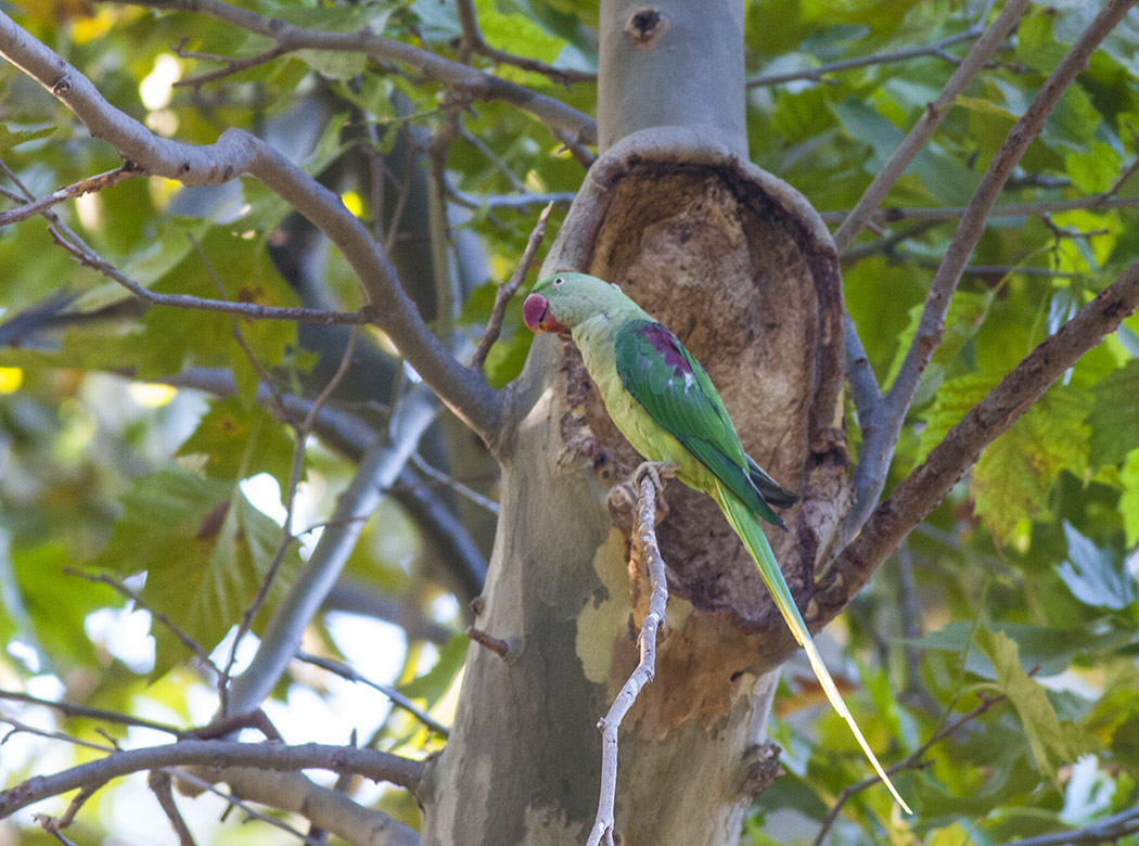 Alexandrine Parakeet
